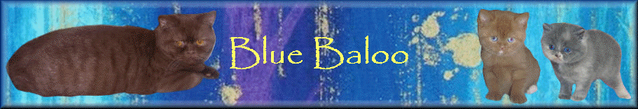Blue Baloo