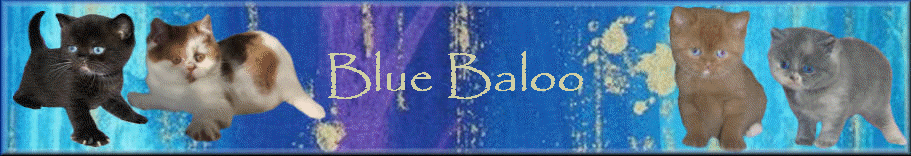 Blue Baloo