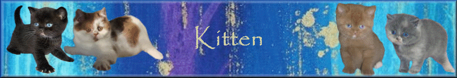 Kitten